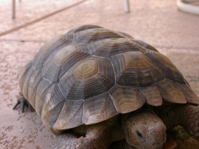 One of our desert tortious "Princess"