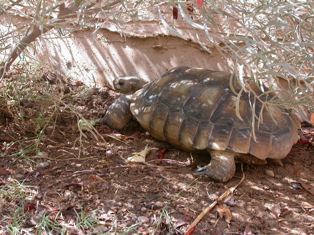 "Princess" out side in her pen