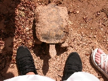 Good old fred...our male desert tortious