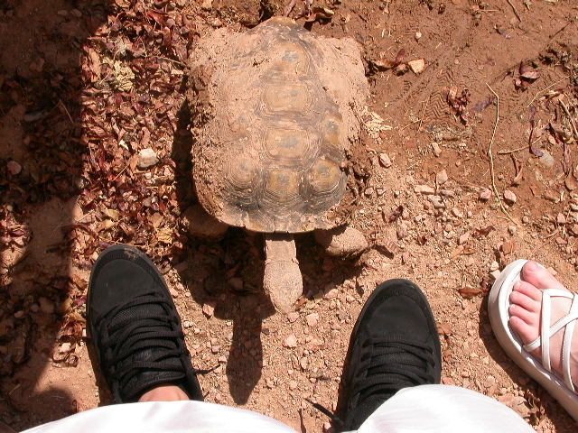 Good old fred...our male desert tortious