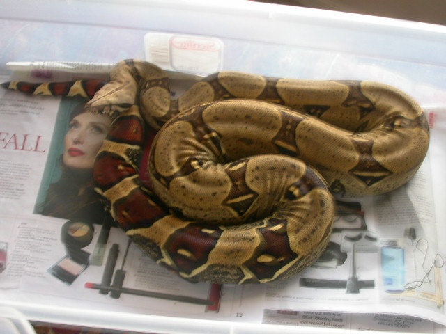 04 peters peruvian female