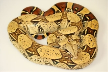 04 peters male