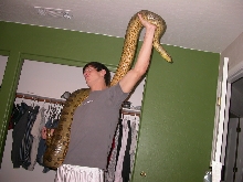 Anaconda