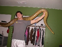 Anaconda