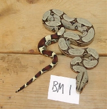 06 male peruvian,