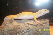 leopard gecko 2