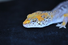 ??? Leopard gecko