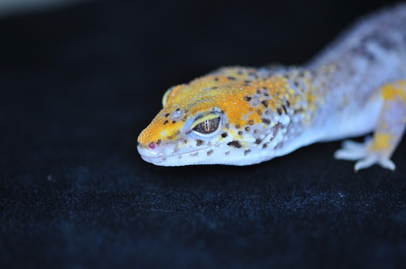 ??? Leopard gecko