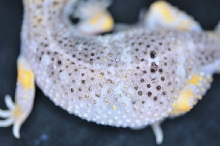 ?? Leopard gecko