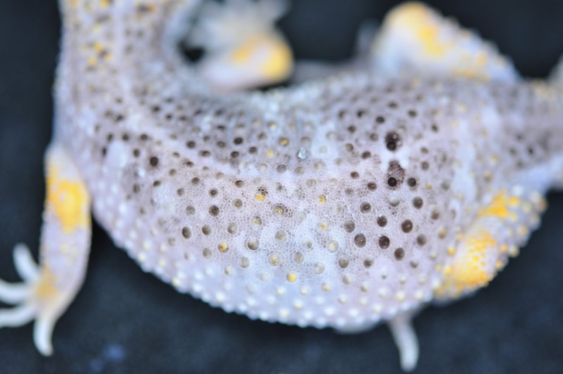 ?? Leopard gecko