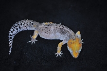 ? Leopard gecko