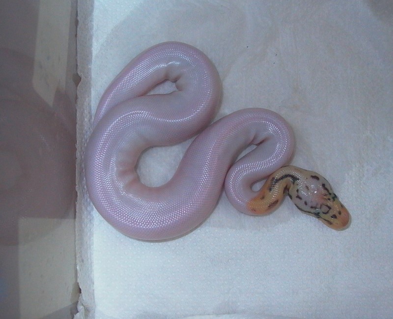 pied