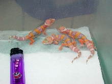 Albino