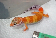 tangerine