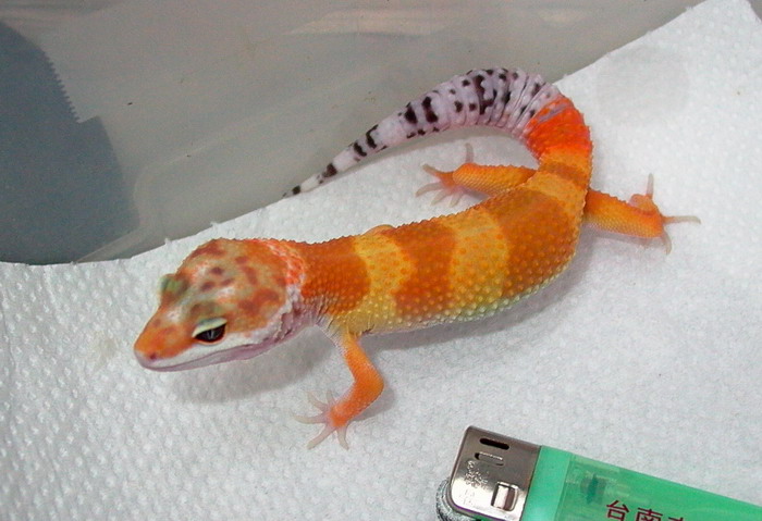 tangerine