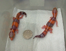 Hemitheconyx caudicinctus - Albino (high orange)