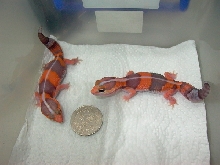 Hemitheconyx caudicinctus - Albino (high orange)