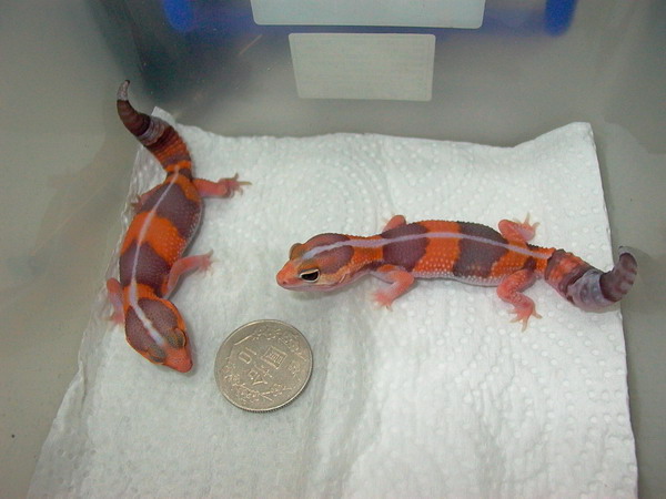 Hemitheconyx caudicinctus - Albino (high orange)