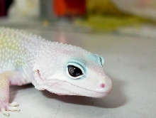 eye