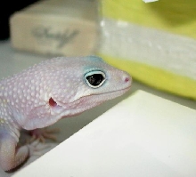 eye