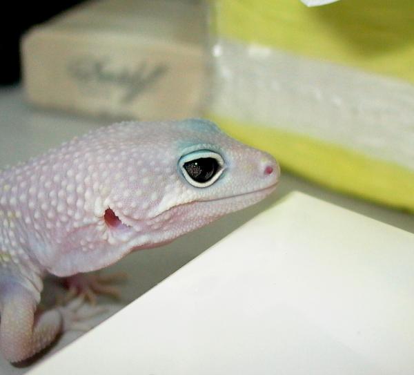 eye
