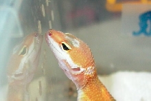 eye