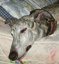 My Sweet Boy Alphonso