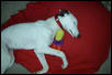 Sleeping puppy