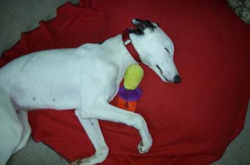 Sleeping puppy