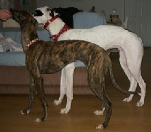 Siblings