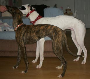 Siblings