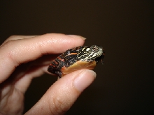 Hatchling