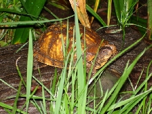 Another One Of My Eastern Box Turtles