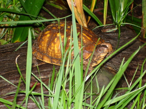 Another One Of My Eastern Box Turtles