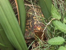 My Male Eastern Box Turtle (very photogenic)