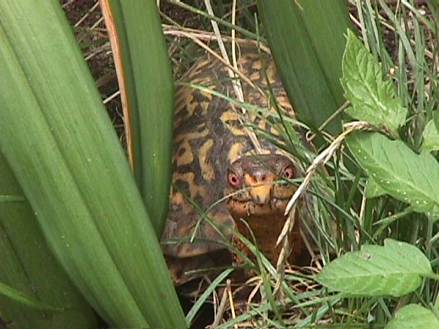 My Male Eastern Box Turtle (very photogenic)