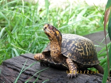 My Male Eastern Box Turtle