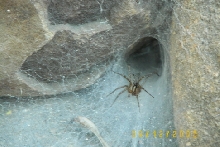 Found in backyard next to pond