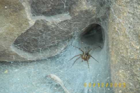 Found in backyard next to pond
