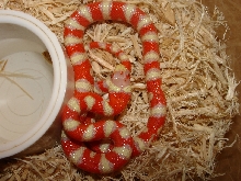 '06 Albino Pyro