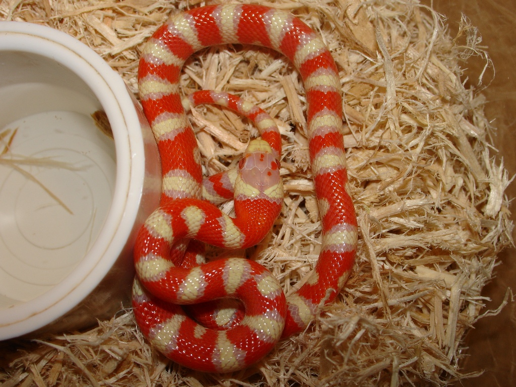 '06 Albino Pyro