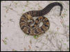 Canebrake
