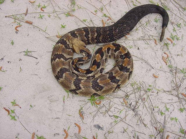 Canebrake