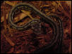 Female1-Sold