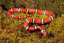 Tyrell Co.,NC Coastal