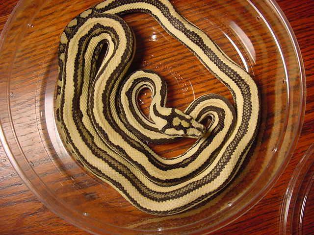 Striped Carpet