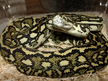 Tiger/Jaguar Sibling2