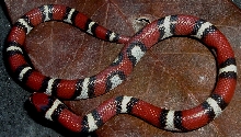 N.C. Coastal