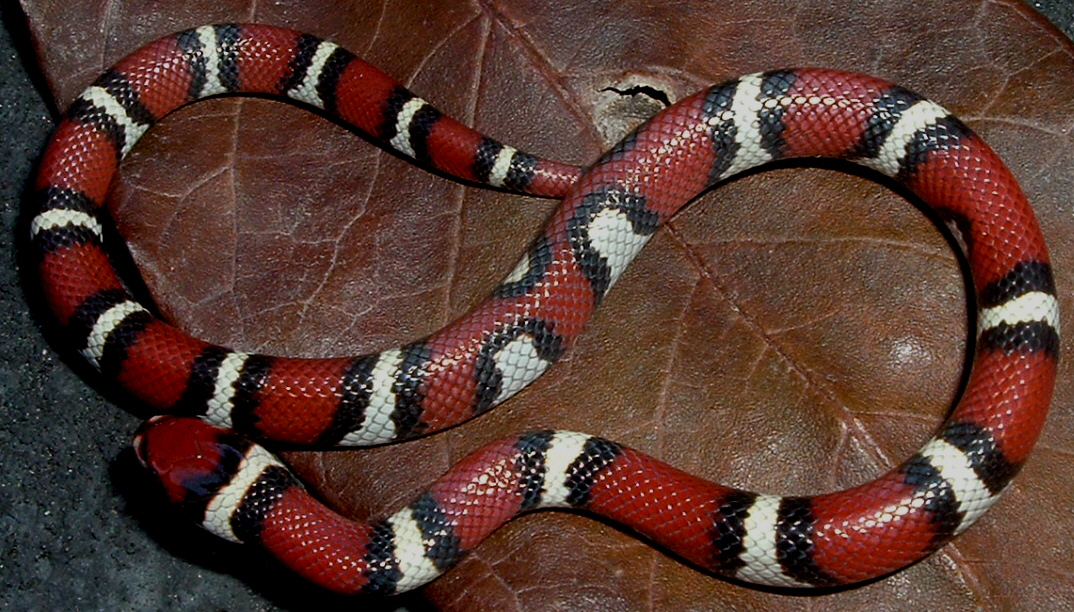 N.C. Coastal