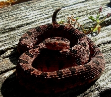 Carolina Pygmy